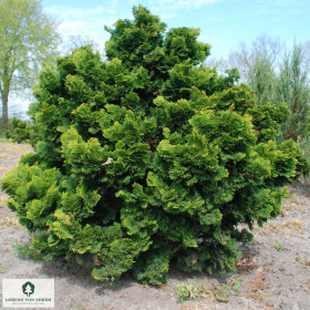 Hinokiöl (Chamaecyparis obtusa) naturrein aus Japan