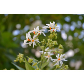 Harshingar (Parijat) naturreines ätherisches Öl (Nachtblühender Jasmin) (Nyctanthes arbor-tristis)