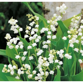 Maiglöckchen (Lily of the valley) Absolute Convallaria majalis naturrein