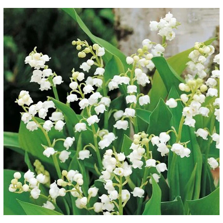 Maiglöckchen (Lily of the valley) Absolute Convallaria majalis naturrein