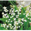 Maiglöckchen (Lily of the valley) Absolute Convallaria majalis naturrein