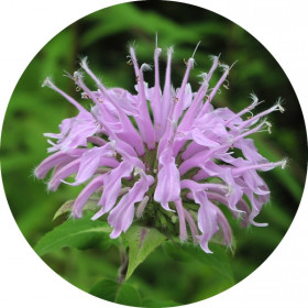 Monarda Öl  "Bee Balm"  Monarda fistulosa Wilde Bergamotte naturrein