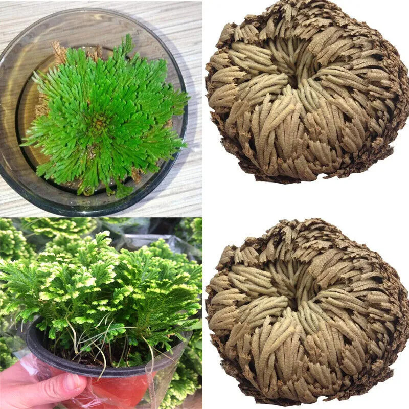 Rose von Jericho - Selaginella lepidophylla  Wunderpflanze Fantasia