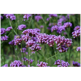 Eisenkraut Verbena geschnitten verbena officialis von Fantasia Aroma