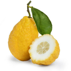 Citrus Medica Zitronatzitrone  naturreines ätherisches Öl