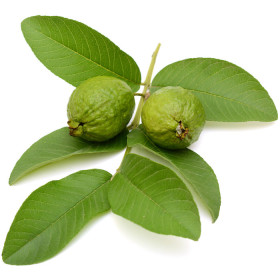 Guavenblätteröl Guavenöl Psidium guajava naturreines Öl