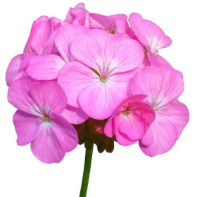 Geraniumöl Geranienöl Pelargonium graveolens naturreines Öl