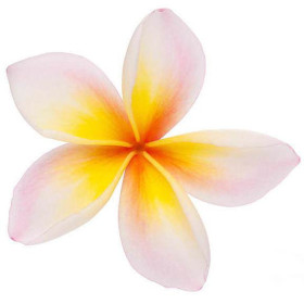 Frangipani Abolute Plumeria alba naturreines ätherisches Öl  Absolue