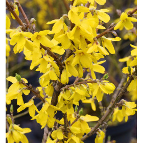 Forsythienöl Goldglöckchenöl Fructus Forsythiae naturreines Öl