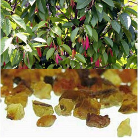 Gurjun Balsam  Gurjunöl Dipterocarpus turbinatus  naturreines Öl