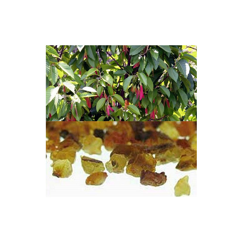 Gurjun Balsam  Gurjunöl Dipterocarpus turbinatus  naturreines Öl