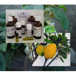 Citrus Medica Zitronatzitrone 100% reines ätherische Öle von "Mäc Spice"