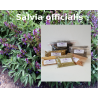 Salbeiblätter geschnitten salvia officialis Salbei Tee