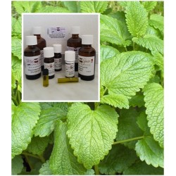 Melisse indicum 100% naturreine ätherische Öle von MäcSpice