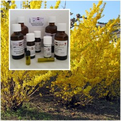 Forsythienöl Goldglöckchenöl 100% naturreines ätherisches Öle Mäc Spice