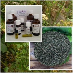 Selleriesamenöl Sellerieöl 100% naturreine ätherisches Öl von Mäc Spice