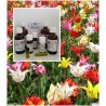 Tulpenöl Tulpen-Absolute 100% naturrein ätherisches Öl Mäc Spice