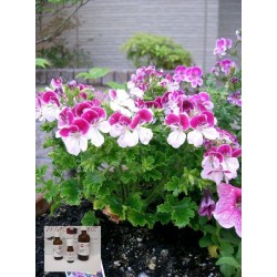 Geraniumöl Geranienöl Pelargonium graveolens naturreine ätherisches Öl  Mäc Spice