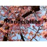 Mandelblüte