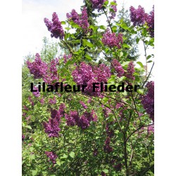 Flieder Lilafleur