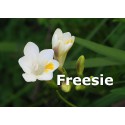 Freesie