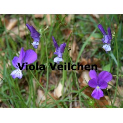 Veilchen Viola