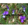 Veilchen Viola