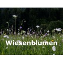 Wiesenblumen