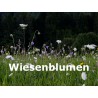 Wiesenblumen