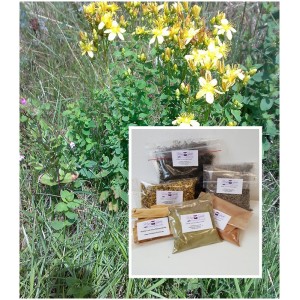 Johanniskraut Hypericum perforatum geschnitten  Mäc Spice