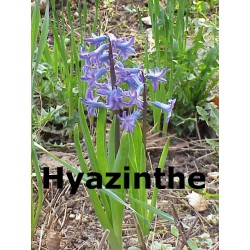 Hyazinthe