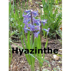 Hyazinthe