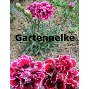 Gartenneklke