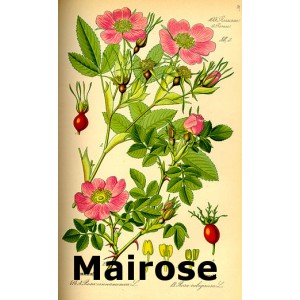 Mairose