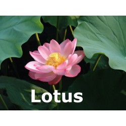 Lotus