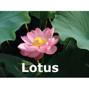 Lotus