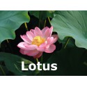 Lotus