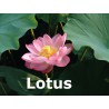 Lotus