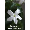 Jasmin Jasminamour