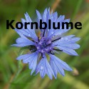 Kornblume