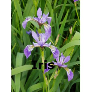 Iris