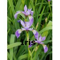 Iris