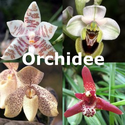 Orchidee