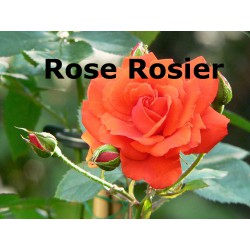 Rose Rosier