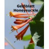 Geißblatt Honeysuckle