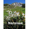 Narzisse