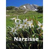 Narzisse