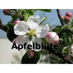 Apfelblüte