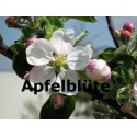 Apfelblüte