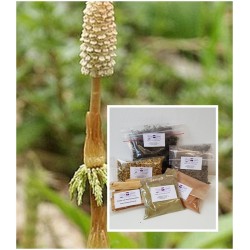 Schachtelhalmkraut geschnitten  Equisetum arvense L. Mäc Spice